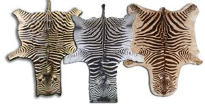 Real Zebra Hide